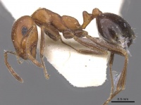 Monomorium marmule casent0913824 p 1 high.jpg