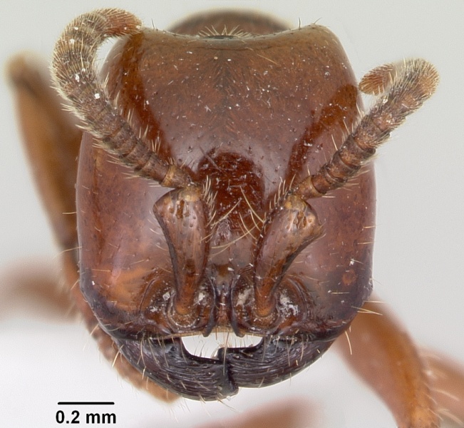 File:Neivamyrmex swainsonii casent0104748 head 1.jpg