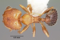 Pheidole constipata casent0104785 dorsal 1.jpg