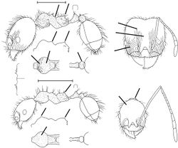 Pheidole nesiota Wilson 2003.jpg