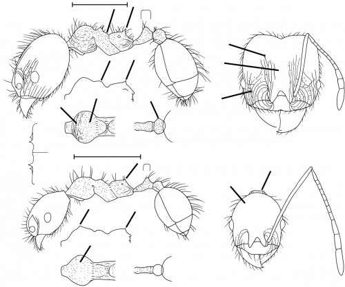 Pheidole nesiota Wilson 2003.jpg