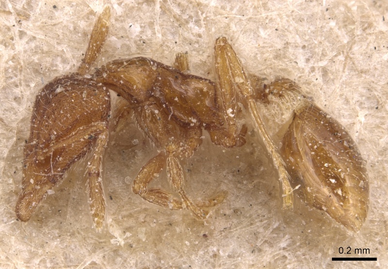 File:Strumigenys tenuipilis casent0904953 p 1 high.jpg