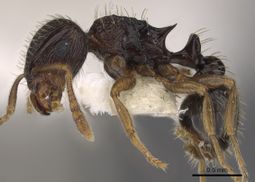 Tetramorium sitefrum casent0901119 p 1 high.jpg