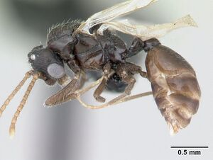 Tropidomyrmex elianae casent0189192 profile 1.jpg