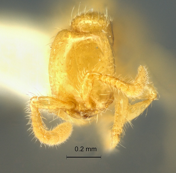 File:Aenictus-minimus-frontal-am-lg.jpg