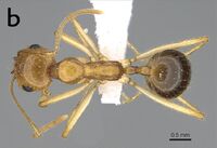 Aphaenogaster asmaae 4b.jpg