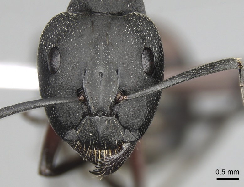 File:Camponotus cruentatus casent0906066 h 1 high.jpg