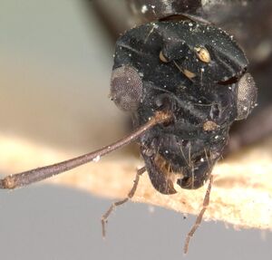 Camponotus dromedarius casent0101422 head 1.jpg