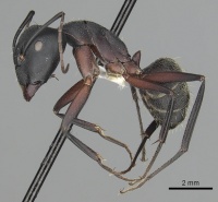 Camponotus pexus casent0249973 p 1 high.jpg