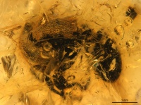 Cephalotes resinae D smnsdoc3566.jpg