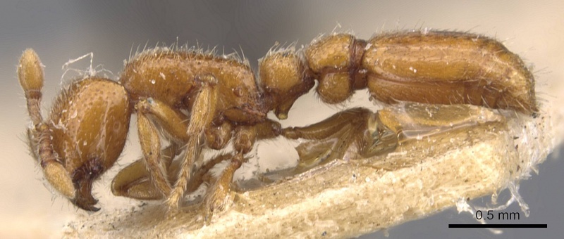 File:Cerapachys edentatus casent0907057 p 1 high.jpg