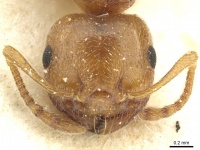 Crematogaster paolii casent0912810 h 1 high.jpg