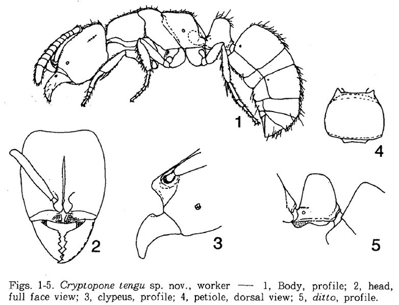 File:Cryptopone tengu F1-5.jpg