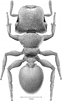 Cephalotes obscurus - AntWiki