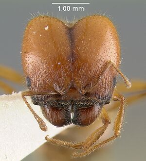 MCZ-ENT00020719 Pheidole militicida hef.jpg