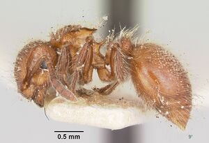 Meranoplus radamae casent0101239 profile 1.jpg