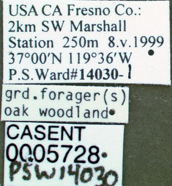 File:Messor andrei casent0005728 label 1.jpg