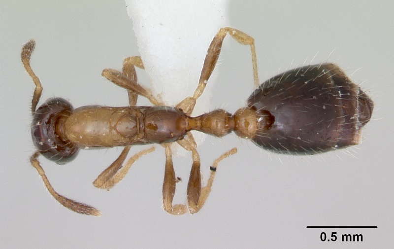 File:Monomorium floricola casent0173272 dorsal 1.jpg