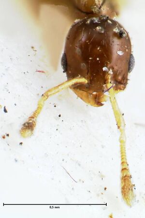 Monomorium hospitum focol1730 h 1 high.jpg