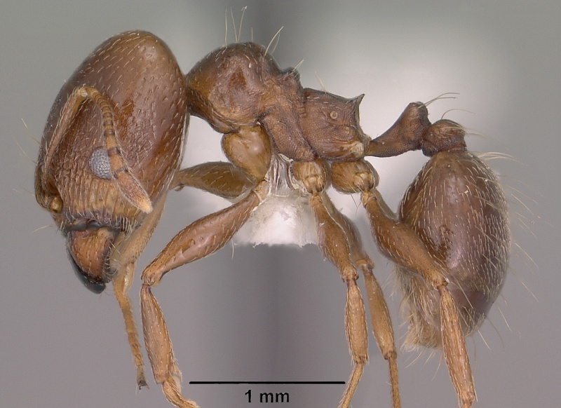 File:Pheidole vallicola casent0104455 profile 1.jpg