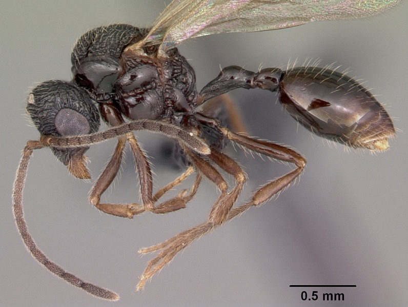 File:Pilotrochus besmerus casent0083498 profile 1.jpg