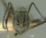 Polyrhachis-divesH4x.jpg