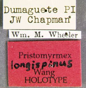 Pristomyrmex-longispinusLab.jpg