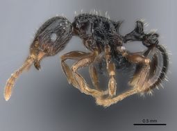 Tetramorium renae P casent0095421.jpg