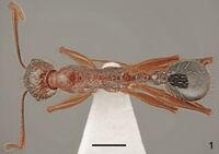 Aphaenogaster aktaci F1.jpg