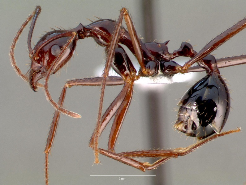 File:Aphaenogaster swammerdami casent0001385 profile 1.jpg
