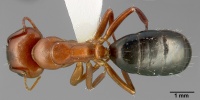 Camponotus sayi casent0005351 dorsal 1.jpg