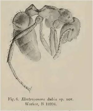 Electroponera dubia.jpg