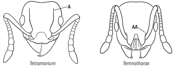 Fisher & Cover 2007, Key Fig. 48.png