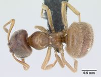 Lasius flavus casent0173167 dorsal 1.jpg