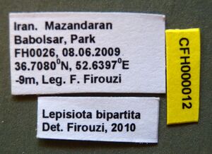 Lepisiota bipartita cfh000012 l 1 high.jpg