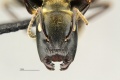 MCZ Camponotus Cam sp1 hef1-6.jpg