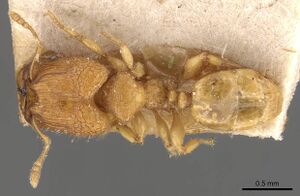 Pheidole hortensis casent0907975 d 1 high.jpg