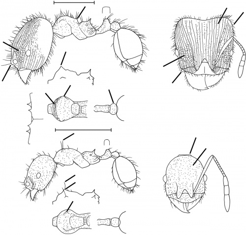 Pheidole pilispina Wilson 2003.jpg