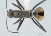 Polyrhachis conciliata top.jpg