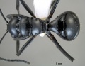 Polyrhachis cybele top.jpg