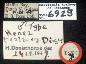 Prionopelta majuscula castype06925-02 label 1.jpg