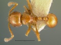 Pristomyrmex-collinusD4x.jpg