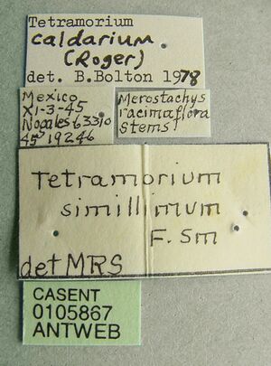 Tetramorium caldarium casent0105867 label 1.jpg