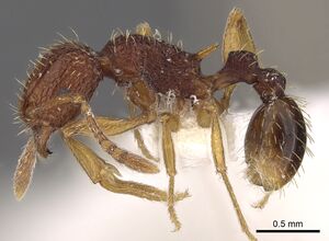 Tetramorium kestrum casent0901202 p 1 high.jpg