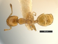 Xenomyrmex-floridanus-skwarrae-MCZ001D.jpg