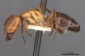Camponotus alii casent0910103 p 1 high.jpg