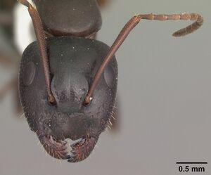 Camponotus caryae casent0103652 head 2.jpg