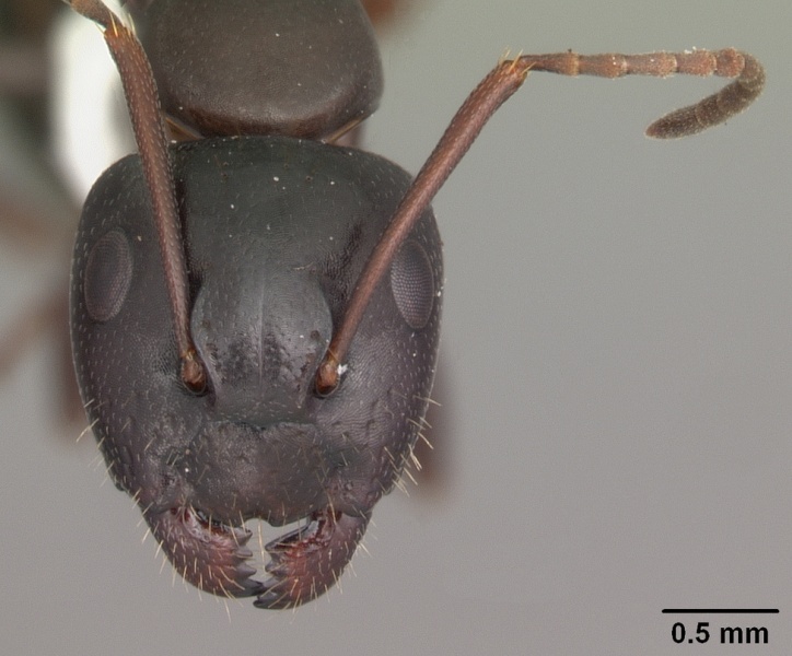 File:Camponotus caryae casent0103652 head 2.jpg