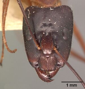 Camponotus dufouri imerinensis casent0101828 head 1.jpg