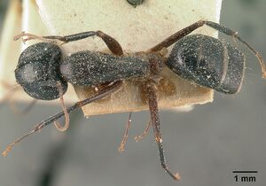 Camponotus maculatus casent0101111 dorsal 1.jpg